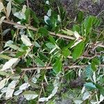 Elaeagnus × submacrophylla Hoja