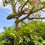 Ceiba speciosa ഇല