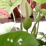 Caladium bicolorFlor