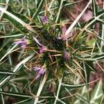 Galactites duriaei Likasa