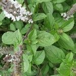 Ocimum kilimandscharicum برگ