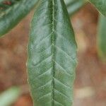 Rhododendron annae Blad