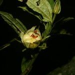 Malvaviscus arboreus Fruit