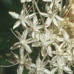 Xerophyllum tenax Λουλούδι