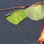 Tropaeolum emarginatum Otro