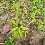 Eryngium foetidum Leaf