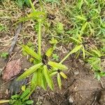 Eryngium foetidum Φύλλο