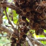 Curatella americana Fruit