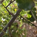 Prunus ilicifolia Bark