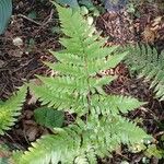 Dryopteris erythrosora Leaf