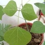 Erythrina amazonica Yaprak