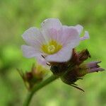 Melochia corchorifolia Kvet