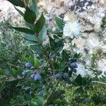 Myrtus communis Frucht