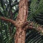 Araucaria laubenfelsii Corteza