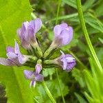 Astragalus danicus Blüte