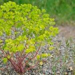 Euphorbia stricta ফুল