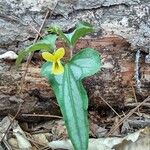 Viola hastata Flower