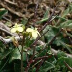 Diplotaxis siifolia Other