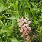 Orobanche alba Habitus