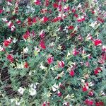 Salvia × jamensis Habit