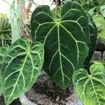 Anthurium clarinervium Yaprak