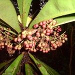 Badula borbonica Fruitua