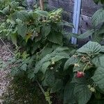 Rubus idaeus Hábito