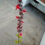 Salvia roemeriana Flor