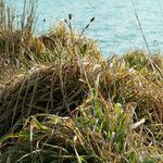 Carex pendula Feuille