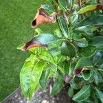 Viburnum odoratissimum Leaf