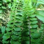 Asplenium adulterinum Leaf