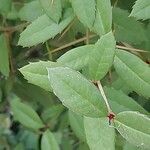 Berberis canadensis 葉