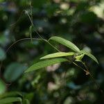 Passiflora laurifolia Sonstige