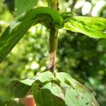 Hypericum tetrapterum Bark