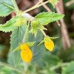 Calceolaria mexicana Flor