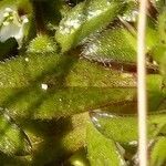 Cerastium diffusum Lapas