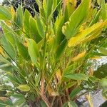 Thalia geniculata Φύλλο