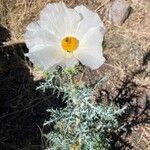 Argemone pleiacantha Flor