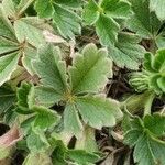 Potentilla verna Blatt