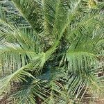 Cycas clivicola Leaf