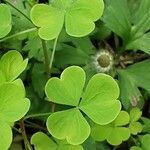 Oxalis stricta Leht