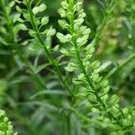 Lepidium virginicum 果實