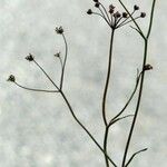 Bunium ferulaceum Habitatea