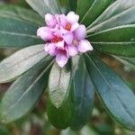 Daphne sericea Квітка