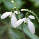 Galanthus elwesii Virág