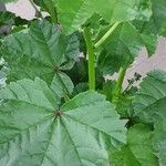 Malva neglecta Likasa