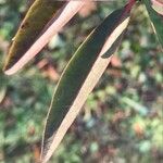 Ligustrum vulgare Hoja