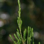 Erica arborescens Leaf