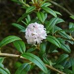Rhododendron trichostomum Hoja