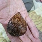 Salacca zalacca Frutto